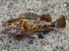 カサゴの釣果