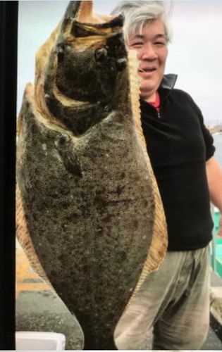 ヒラメの釣果