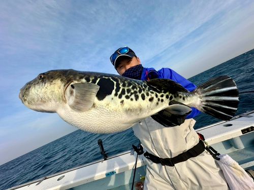 タチウオの釣果