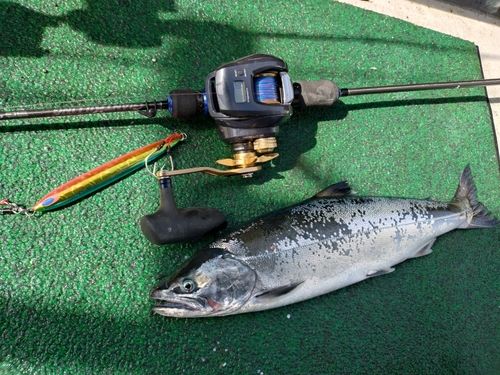 サクラマスの釣果