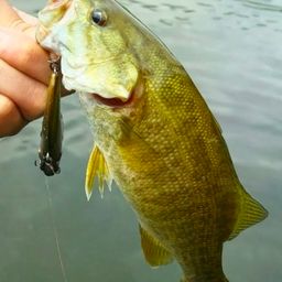 スモールマウスバス