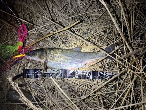 マルタウグイの釣果
