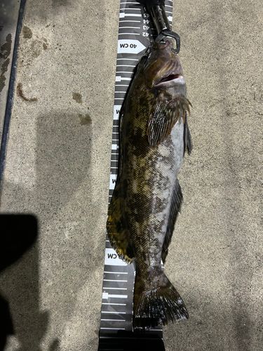 アイナメの釣果