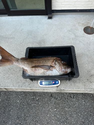 マダイの釣果
