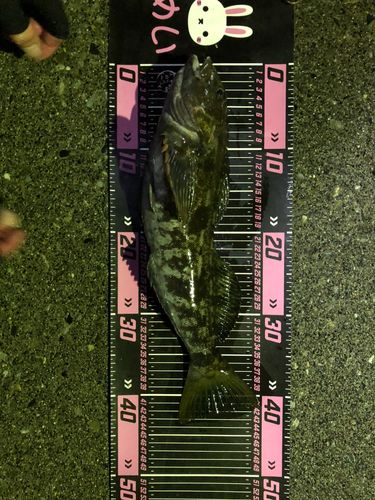 アイナメの釣果