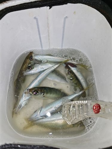 マアジの釣果