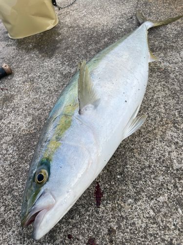 ハマチの釣果