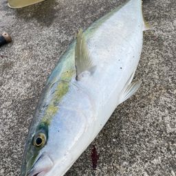 ハマチ