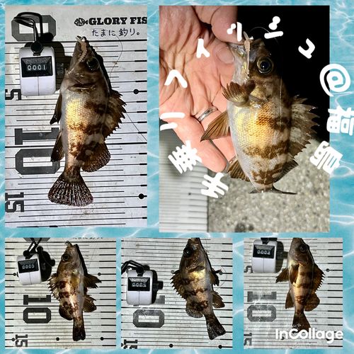 メバルの釣果