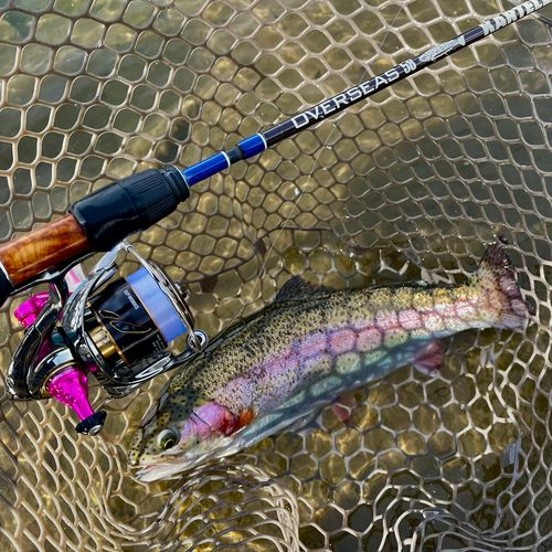 ニジマスの釣果