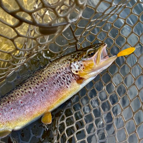 ブラウントラウトの釣果