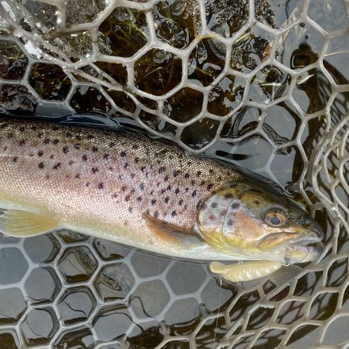 ブラウントラウトの釣果