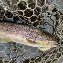 ブラウントラウト