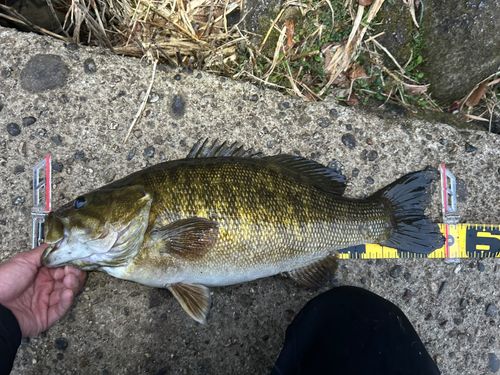 スモールマウスバス