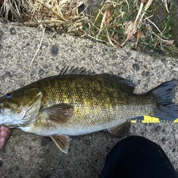 スモールマウスバス