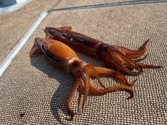 スルメイカの釣果