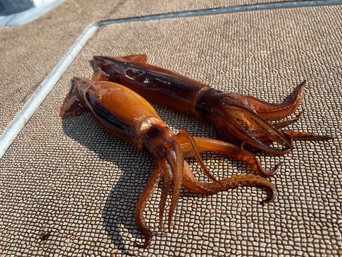 スルメイカの釣果