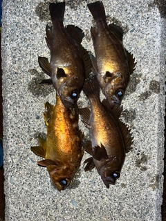 メバルの釣果