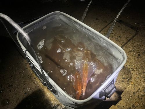 ササイカの釣果