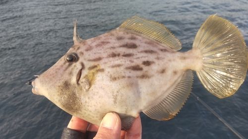 カワハギの釣果