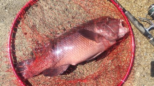 コブダイの釣果