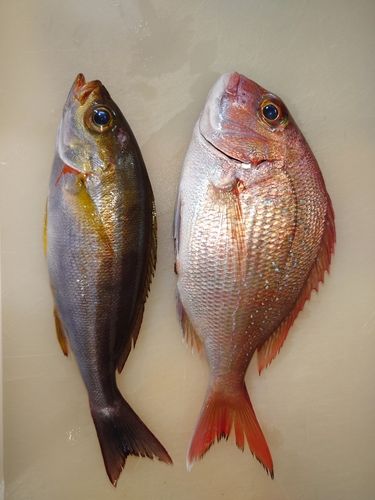 マダイの釣果