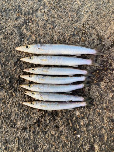 カマスの釣果