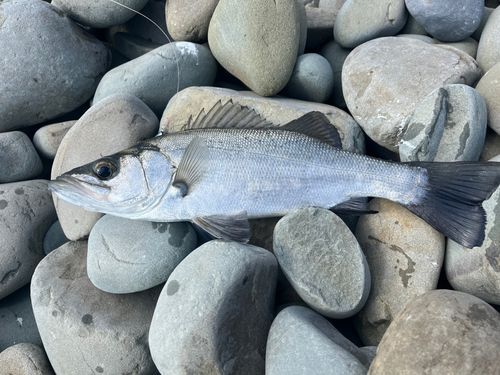 ヒラスズキの釣果