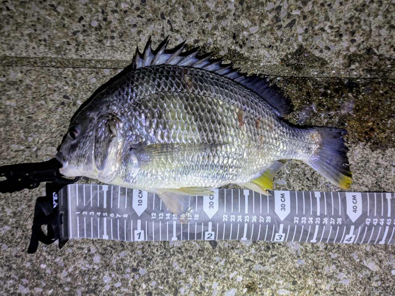 DAIWA 20クロスビート SW 836TMLの最安値・インプレ・釣果