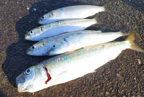 カタボシイワシの釣果