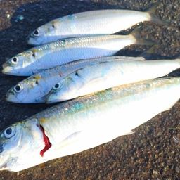 カタボシイワシ