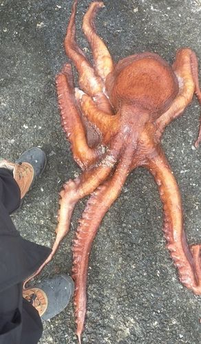 ミズダコの釣果