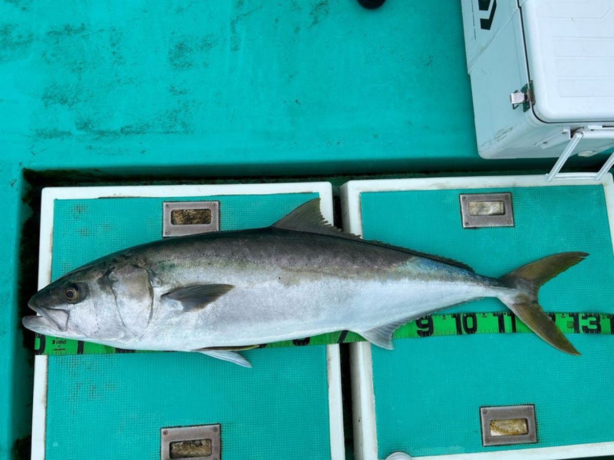 heruniafish本間さんの釣果 2枚目の画像