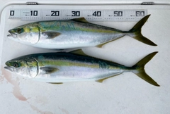 ハマチの釣果