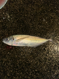 マアジの釣果
