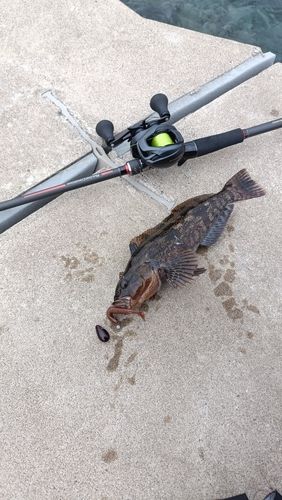 アイナメの釣果