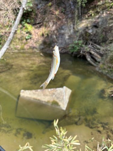 ウグイの釣果