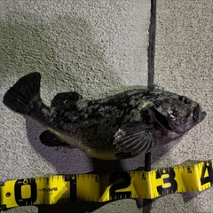クロソイの釣果