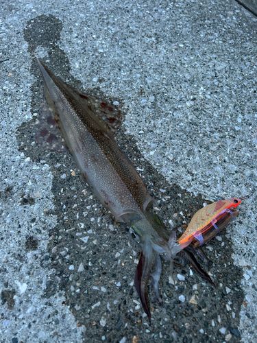 ヤリイカの釣果