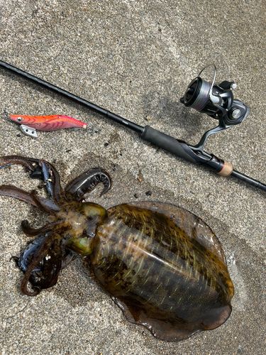 アオリイカの釣果