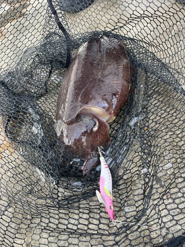 モンゴウイカの釣果