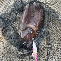 モンゴウイカ