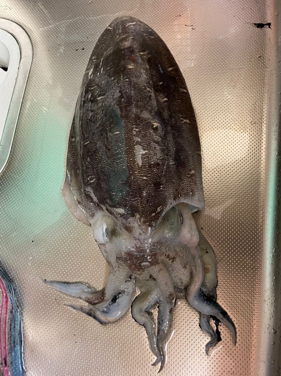 モンゴウイカ