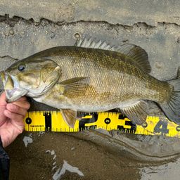 スモールマウスバス