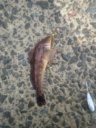 クジメの釣果