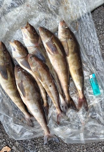 ホッケの釣果