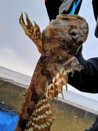 ニジカジカの釣果
