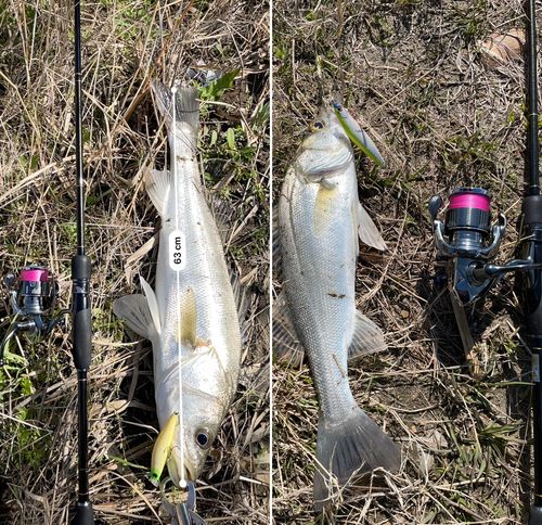 シーバスの釣果