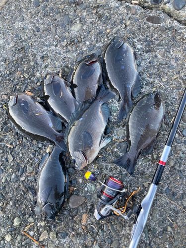 メジナの釣果