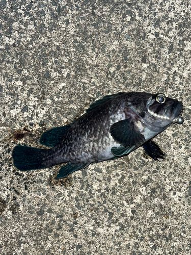 クロソイの釣果